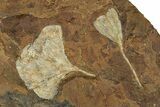 Three Paleocene Fossil Ginkgo Leaves - North Dakota #269482-2